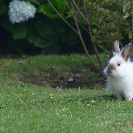 Casinha das Hortênsias Apartamento Horta  Exterior foto