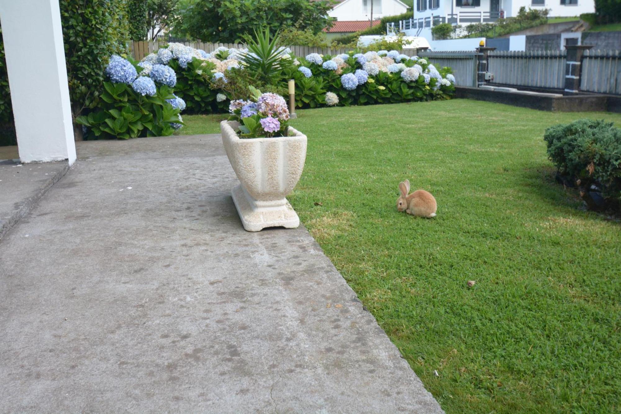 Casinha das Hortênsias Apartamento Horta  Exterior foto