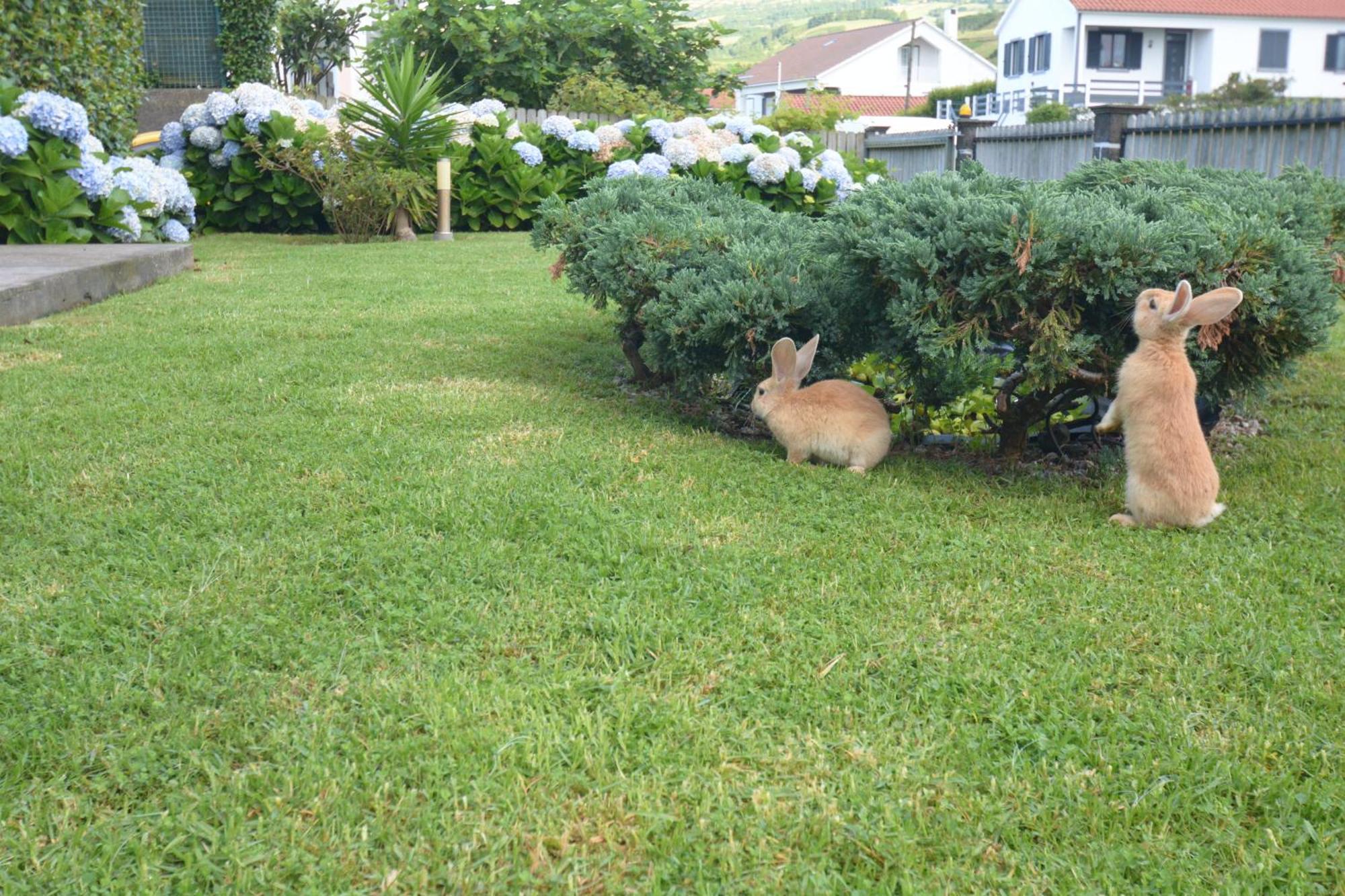 Casinha das Hortênsias Apartamento Horta  Exterior foto